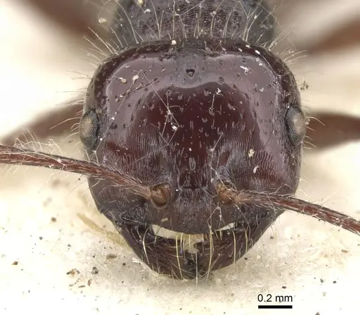 Melophorus hirsutus - CASENT0903268