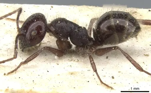 Melophorus hirsutus - CASENT0903268