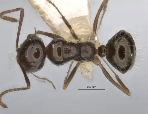Melophorus incisus specimen