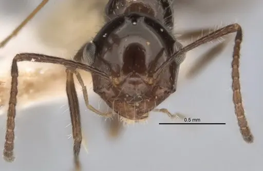 Melophorus incisus specimen