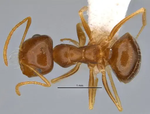 Melophorus inconspicuus specimen