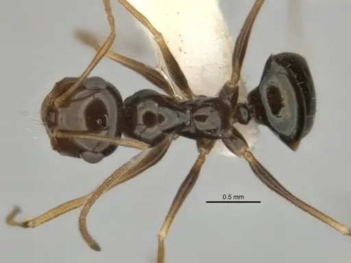 Melophorus isaiah specimen