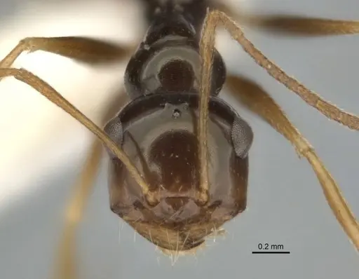 Melophorus isaiah specimen