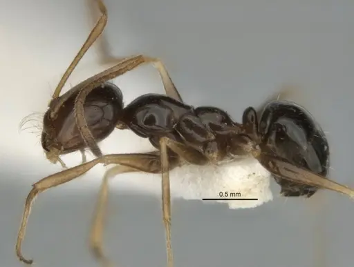 Melophorus isaiah specimen