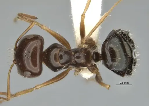 Melophorus isaiah - ANIC32-900184-2