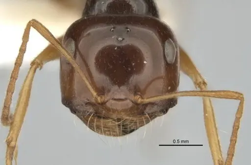 Melophorus isaiah - ANIC32-900184-2