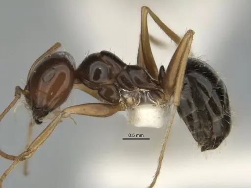 Melophorus isaiah - ANIC32-900184-2