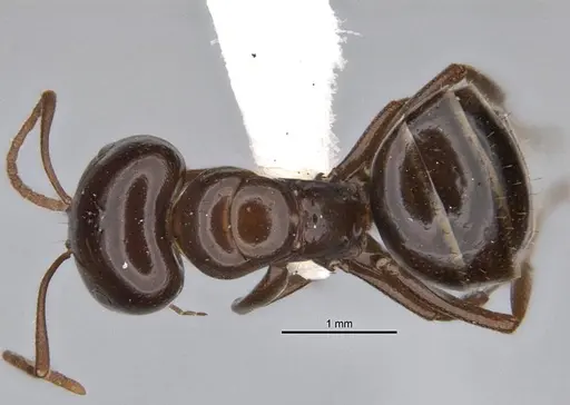 Melophorus kuklos specimen
