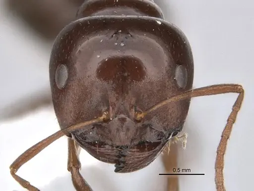 Melophorus kuklos specimen