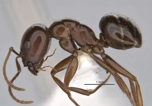 Melophorus kuklos specimen