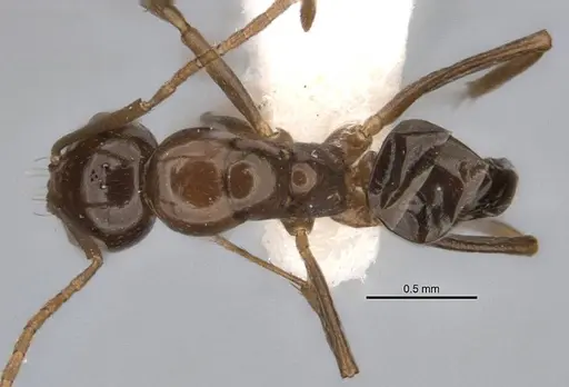 Melophorus kuklos - ANIC32-900095