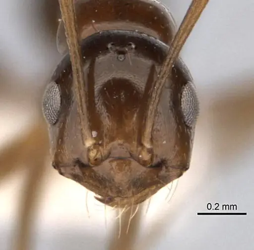 Melophorus kuklos - ANIC32-900095