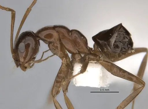 Melophorus kuklos - ANIC32-900095