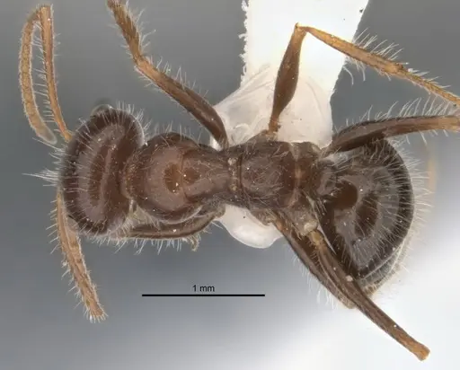 Melophorus lanuginosus specimen