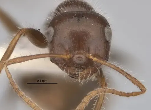 Melophorus lanuginosus specimen