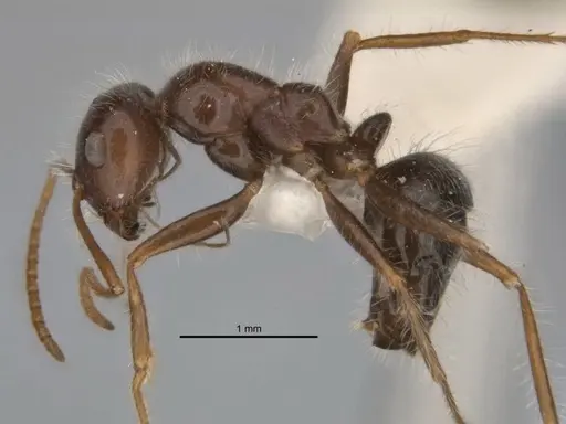 Melophorus lanuginosus specimen