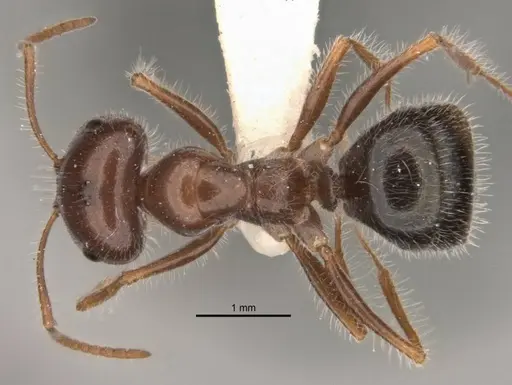 Melophorus lanuginosus - ANIC32-900145-2