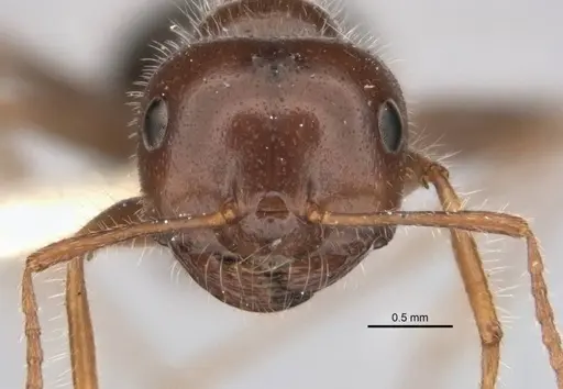 Melophorus lanuginosus - ANIC32-900145-2