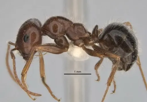 Melophorus lanuginosus - ANIC32-900145-2