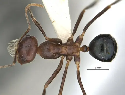 Melophorus laticeps specimen