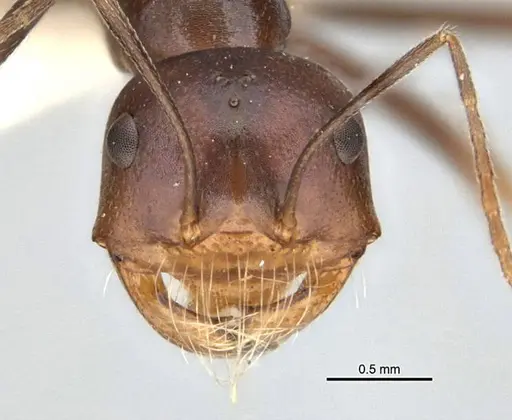 Melophorus laticeps specimen