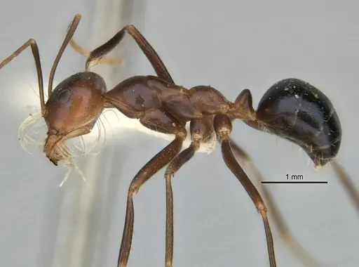 Melophorus laticeps specimen