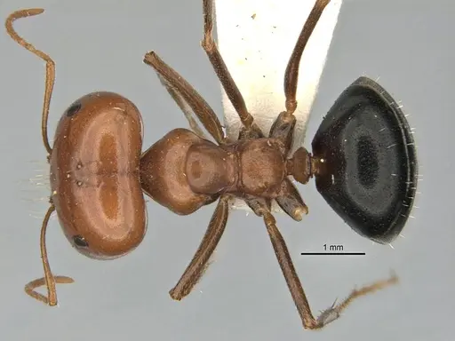 Melophorus laticeps - ANIC32-900188