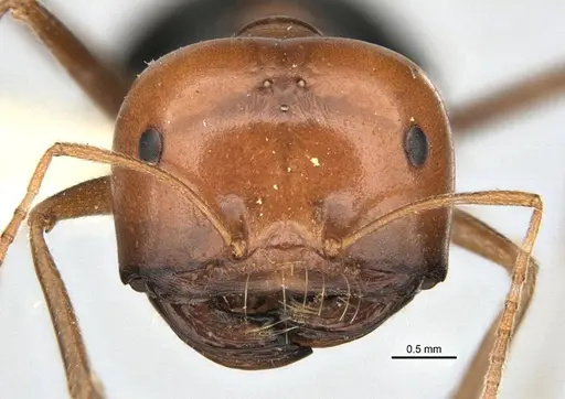 Melophorus laticeps - ANIC32-900188