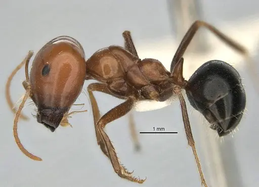Melophorus laticeps - ANIC32-900188