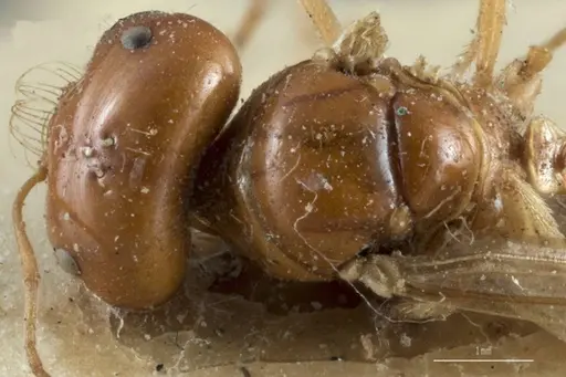 Melophorus laticeps - ANTWEB1008985