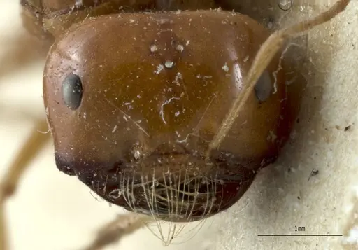 Melophorus laticeps - ANTWEB1008985