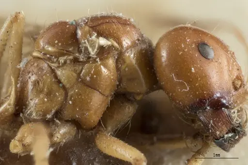 Melophorus laticeps - ANTWEB1008985