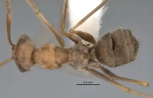 Melophorus lissotriches specimen