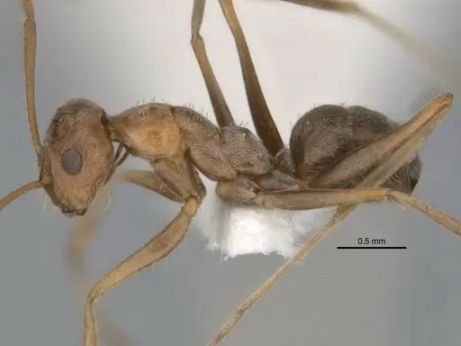 Melophorus lissotriches specimen