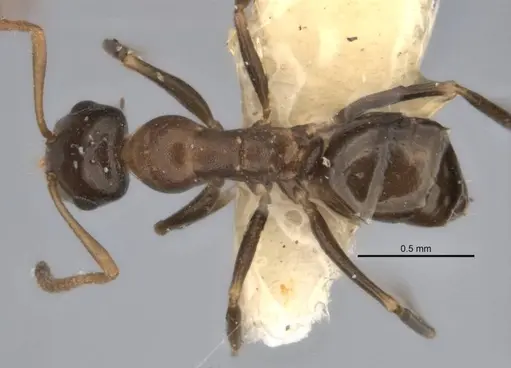 Melophorus longiceps specimen