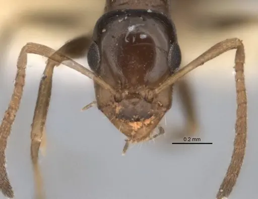 Melophorus longiceps specimen