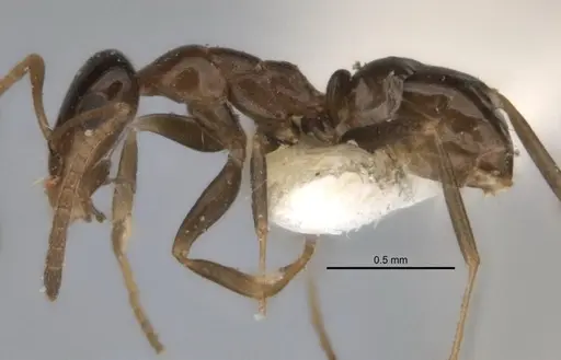 Melophorus longiceps specimen