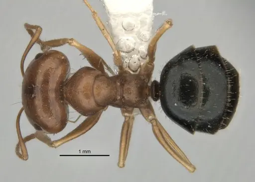 Melophorus longipes specimen
