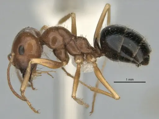 Melophorus longipes specimen