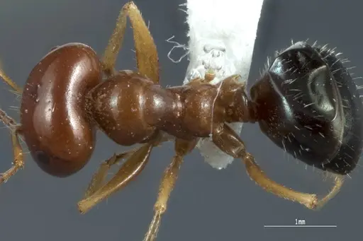 Melophorus longipes - ANTWEB1041111
