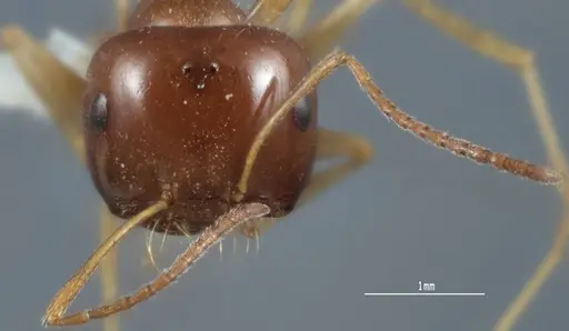 Melophorus longipes - ANTWEB1041111