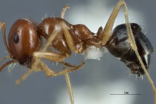 Melophorus longipes - ANTWEB1041111