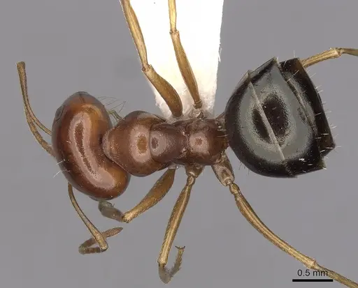 Melophorus longipes - CASENT0280480