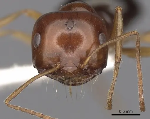 Melophorus longipes - CASENT0280480