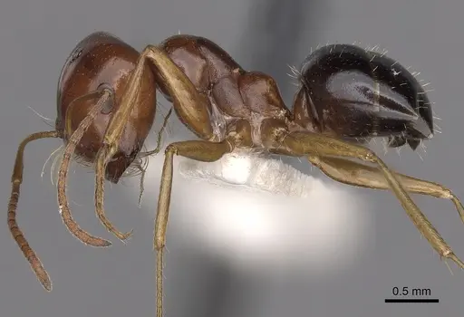 Melophorus longipes - CASENT0280480