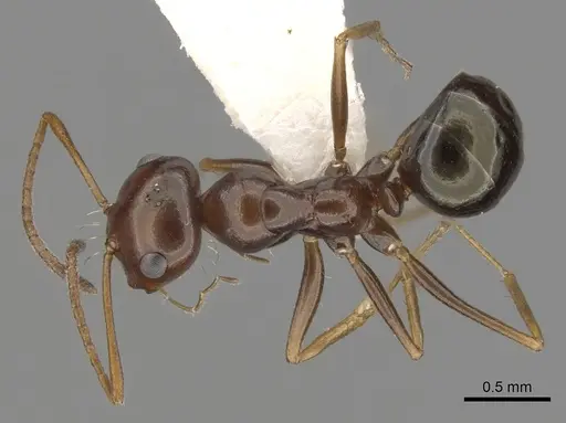 Melophorus longipes - CASENT0280481