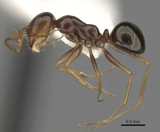 Melophorus longipes - CASENT0280481