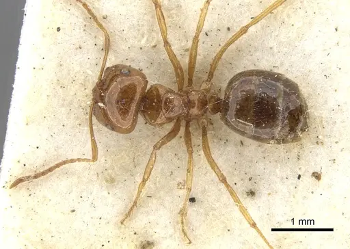 Melophorus ludius specimen
