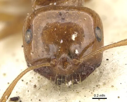 Melophorus ludius specimen