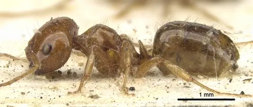 Melophorus ludius specimen